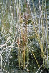 Schizaea fistulosa: mature plant.
 Image: P.J. Brownsey © Patrick Brownsey 2012 CC BY-NC 3.0 NZ